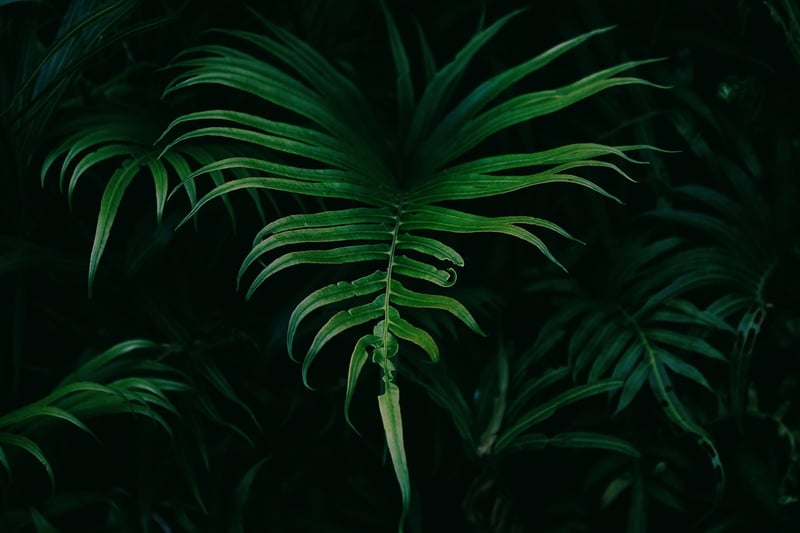 Ferns
