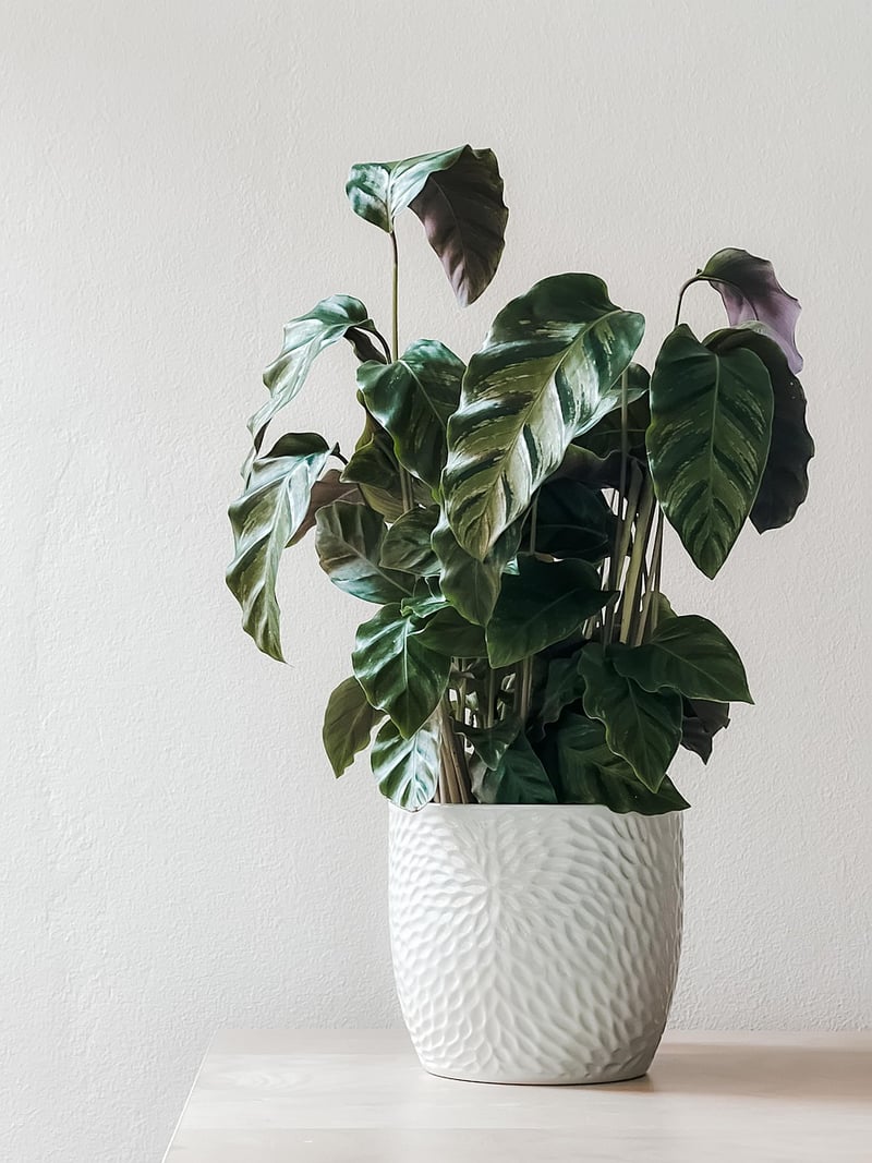 Vertical Gardening